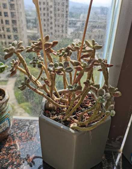 艾伦多肉植物怎么养植 多肉植物艾伦应该怎么养