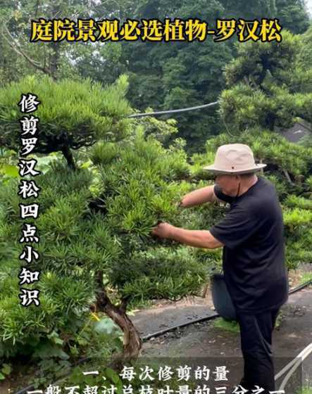 罗汉松种植要间隔多少 罗汉松怎么种植,栽种时间和方法