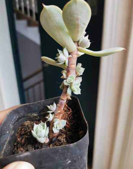多肉法师侧芽怎么处理 法师爆侧芽要把老叶子摘掉吗-法师的侧芽怎么引出来