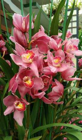 深圳绿化的兰花叫什么 深圳适合养什么花