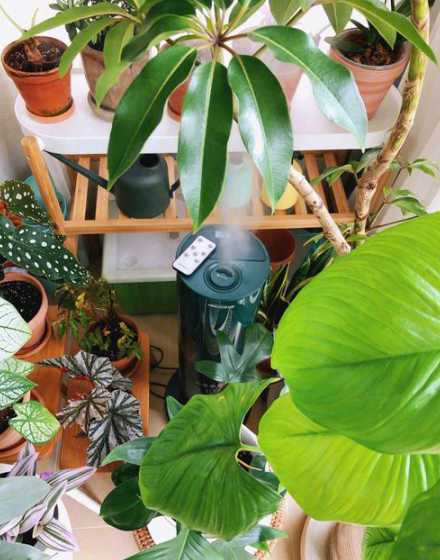什么植物相当于加湿器 房间里放什么植物可以净化空气