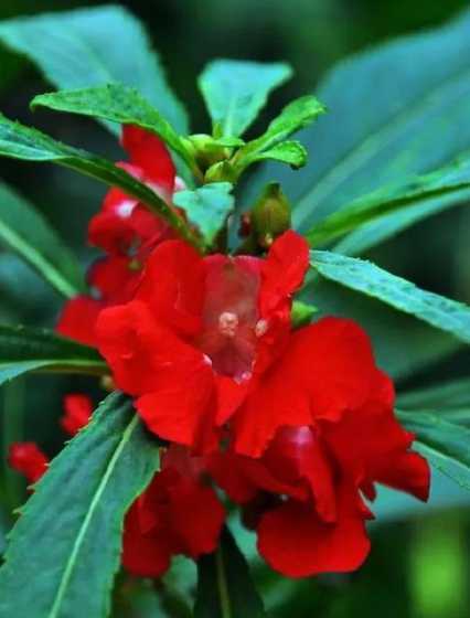 凤仙花是什么年生植物 凤仙花是什么植物