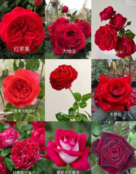 月季开过花以后怎么养 月季花要怎么养护才好