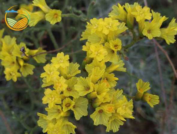 酸性黄壤适合什么植物 黄壤土适合种什么植物