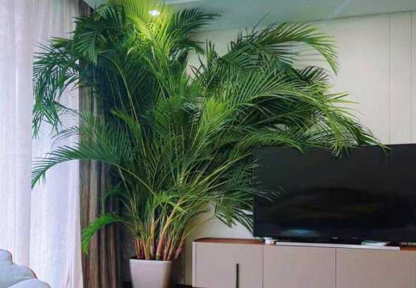 什么季节适合种植绿植 什么水果适合阳台种植