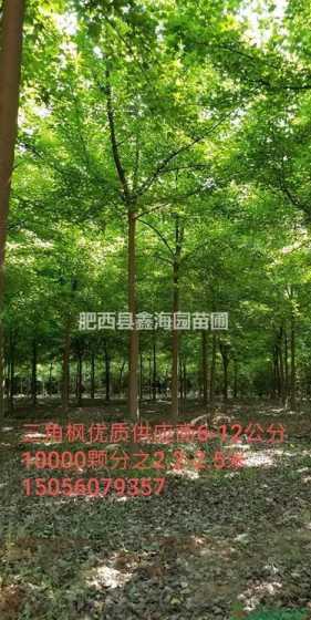 18公分三角枫什么价 什么树不怕水淹