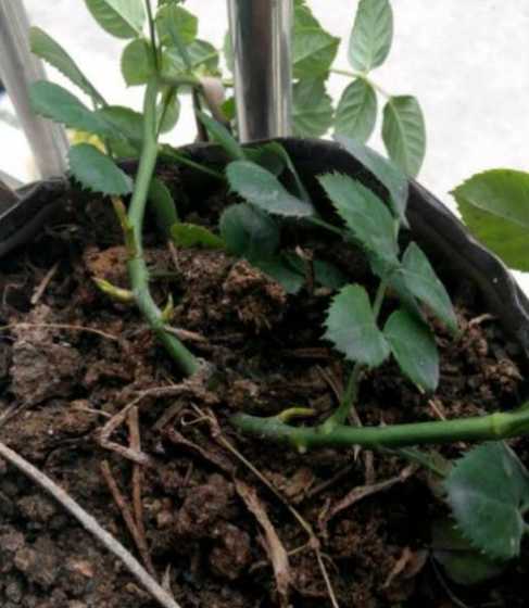 怎么让玫瑰花多长枝条 玫瑰花枝条怎样才能插活