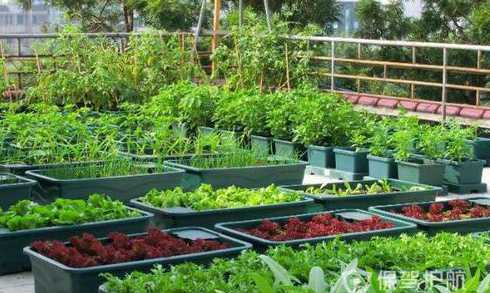 北方楼顶种什么植物好 楼顶种什么树好