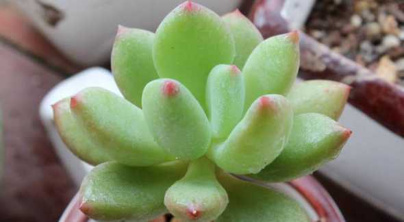 多肉植物星美人怎么养 多肉植物星美人怎么养护与注意事项 – 植物百科