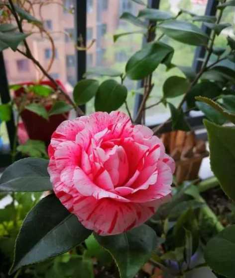 冬天室外也不枯萎的花草 含羞草冬天会枯萎吗