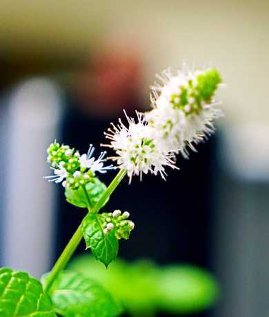 怎么样才能让薄荷开花 薄荷开花结果吗,花后怎么处理