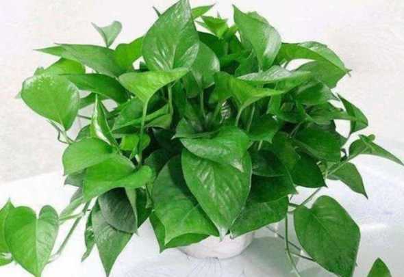 干燥的地方养什么植物 室内干燥种些什么花草好啊