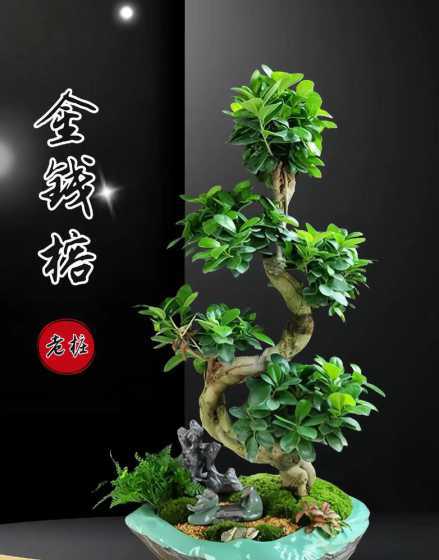 盆栽金钱榕树怎么过冬 盆栽榕树冬天怎么养,过冬必备的五种方法技巧