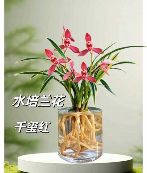 水培金边兰花怎么养殖 金边吊兰怎么水培(水养金边吊兰的养殖方法和注意事项)