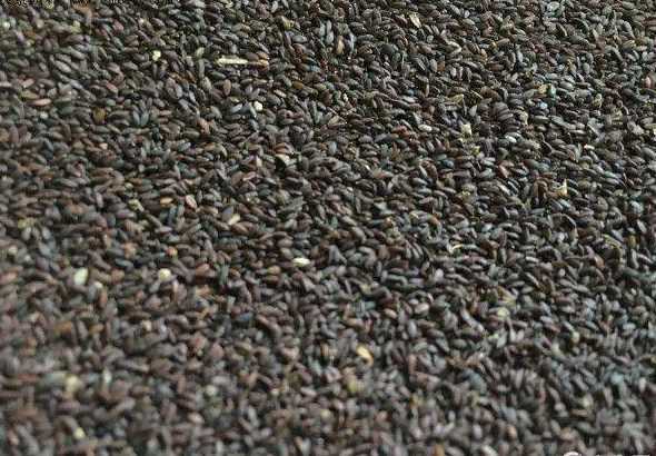 大丽花的种子怎么保存 大丽花种子 怎么育苗