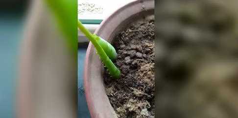 芦荟移栽种植怎么移栽 芦荟什么时候可以移栽