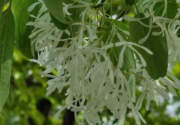 流苏树属于什么类植物 流苏树是一种什么植物