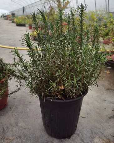 迷迭香盆栽冬季怎么养 迷迭香怎么养