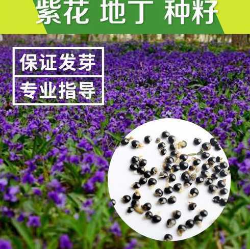 欧美庭院用什么草种子 这是什么植物