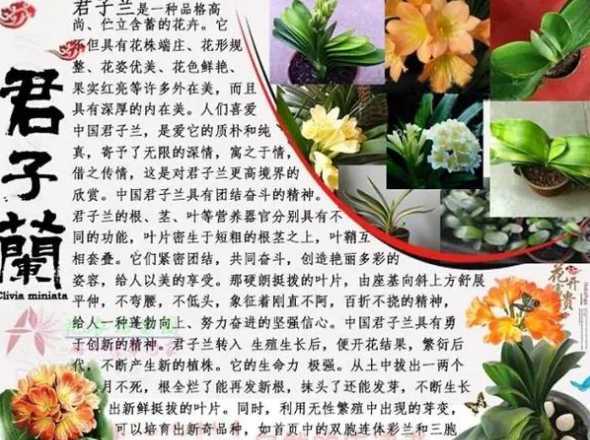 花草百科君子兰怎么繁殖 植物百科十万个为什么