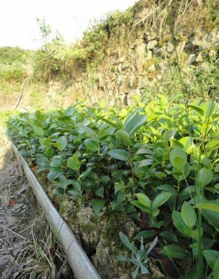 浙江茶花小苗哪里最多 百度一下浙江乘州茶花基地怎么走路线