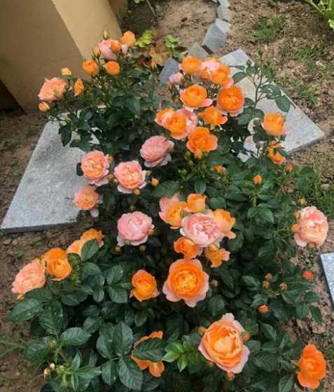 月季盆栽怎么增加花朵 盆栽藤本月季花,该怎么延长花期、提高开花量呢