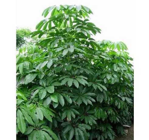 摇钱树是什么科的植物 摇钱树是什么