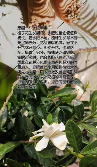 栀子花为什么开花很小 栀子花不开花只长花苞是什么原因