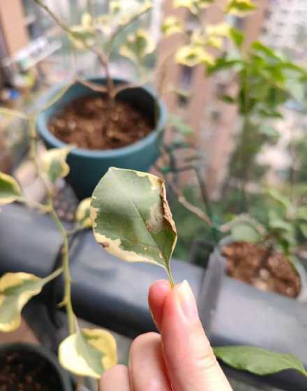 三角梅落叶子怎么回事 三角梅落花、落叶是怎么回事该如何解决
