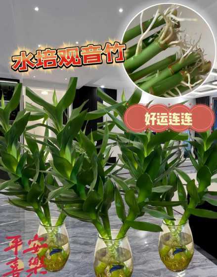 用水栽竹子有什么好处 竹子有什么风水寓意