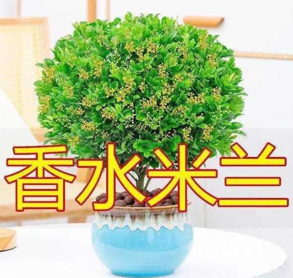 这个季节米兰怎么不长 米兰这个季节为何不生长。不见发芽,更不见花包。