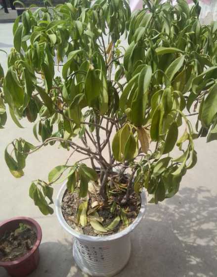 盆栽为什么两天就谢了 月季花开两二、三天就谢什么原困