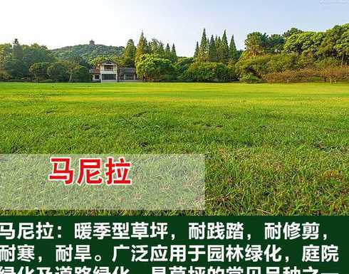 马尼拉草籽多久能长满 马尼拉草籽什么时候播种