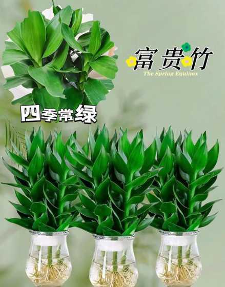 富贵竹为什么4长1短 富贵竹4支好不好