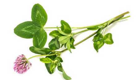 三叶草植物最贵多少钱 关于三叶草,四叶草大小