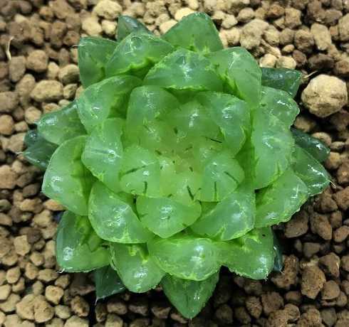 多肉植物变透明为什么 多肉叶片全部化水是为啥啊