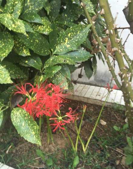 彼岸花一般怎么样生长 急求彼岸花成长过程图