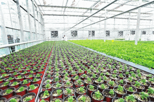 种鲜花的大棚怎么建设 云南鲜花温室大棚种什么花好