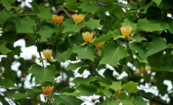 哪些植物适合做行道树 园林\道路绿化有哪些植物