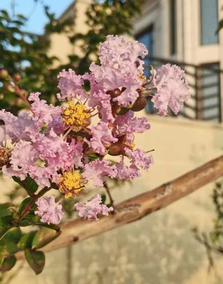 紫薇花成树多少钱一棵 紫薇花栽在院子哪个方位