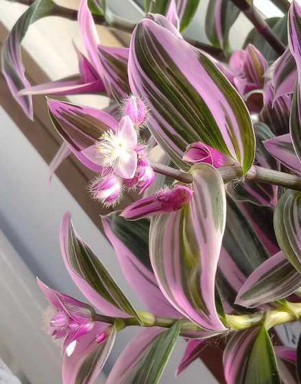 吊兰开花有什么颜色的 吊兰的花是什么颜色的