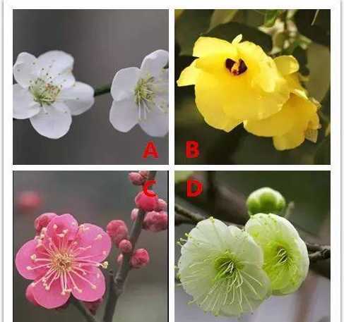 梅花有变色是什么品种 梅花有什么颜色