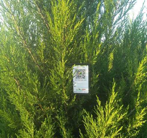 刺柏和蜀桧有什么区别 圆柏、桧柏、刺柏、蜀桧是一种植物吗它们之间是什么关系