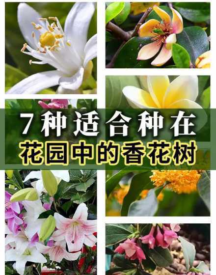 花园怎么样种植花草树木 家里的大阳台怎么种植花草