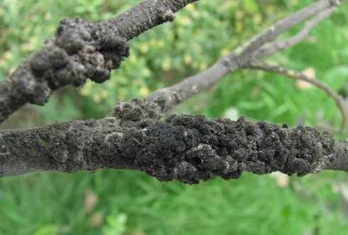 花上长介壳虫是为什么 ...长出嫩叶的植株就立即长出了白色介壳虫,是什么原因啊