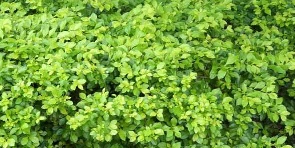 校园里道路有哪些植物 校园里有哪些常见的植物