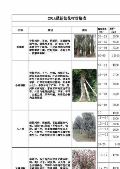 八月桂花树价格多少钱 10公分的桂花树多少钱