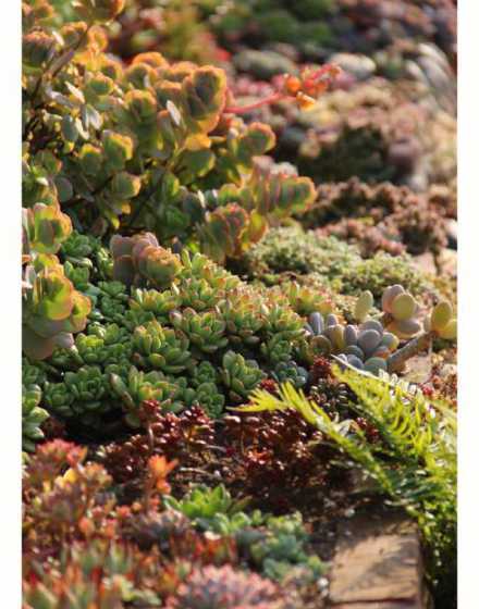 多肉地栽为什么没有虫 网上买的土种多肉现在有虫子飞出来