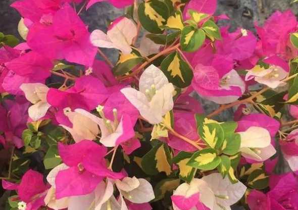 三角梅花为什么都落了 三角梅的花为什么一碰就掉