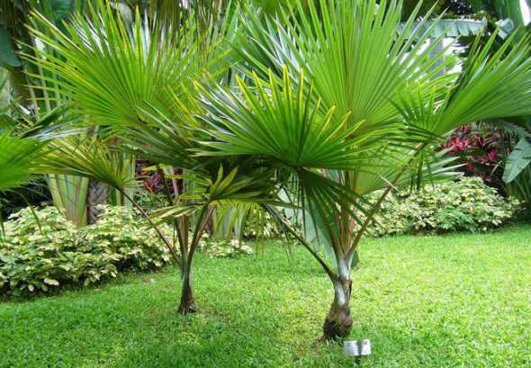 棕榈科耐寒植物有哪些 多种棕榈科等植物耐寒性及繁殖方式